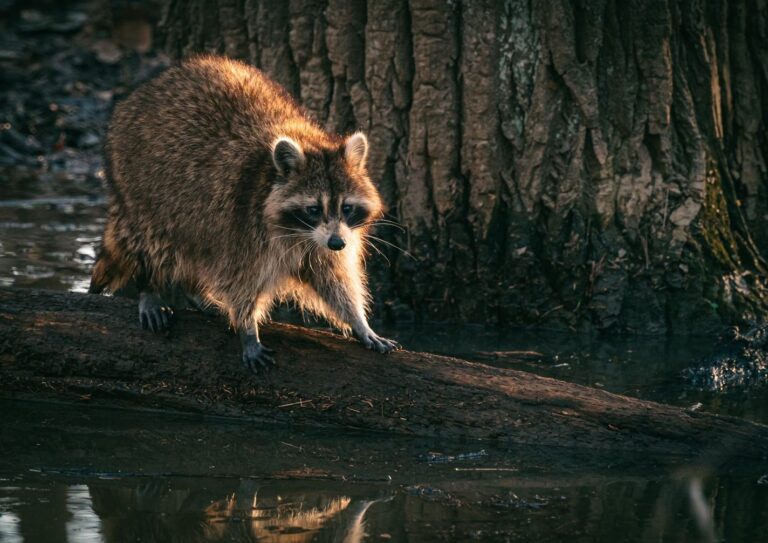 raccoon pelt stretched on a fleshing beam